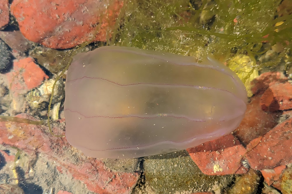 Comb jelly